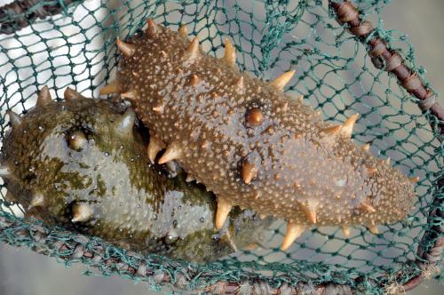 石龙海参回收-石龙哪里回收海参