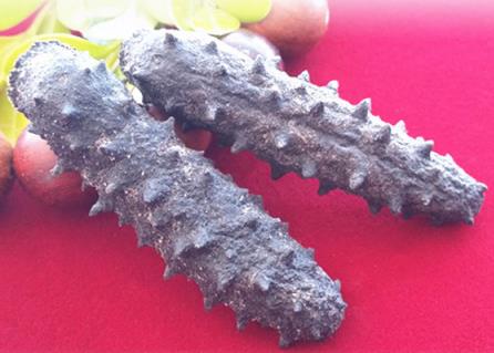 南朗海参回收商家报价