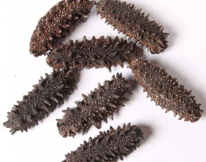 南朗海参回收价格多少钱