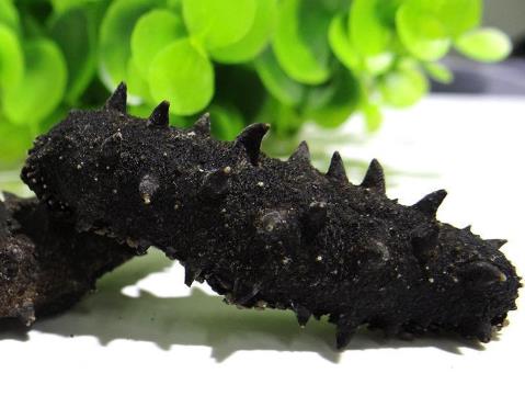 港口高价海参回收行情