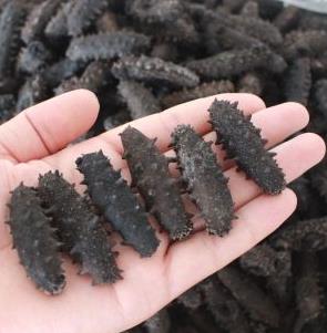 大涌海参回收商家在哪