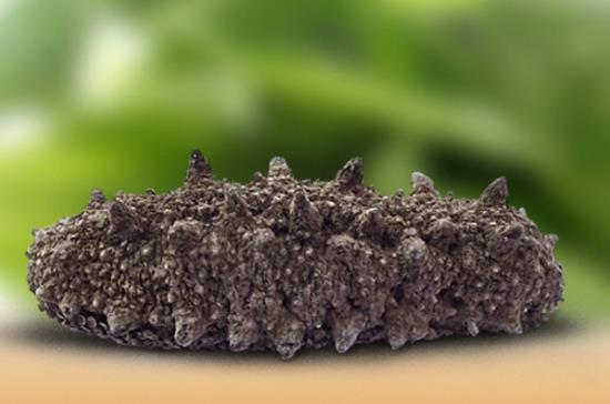 沙溪专业海参回收商家报价