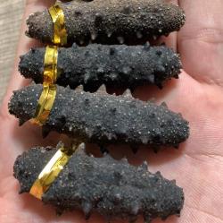 沙溪海参回收商家在哪