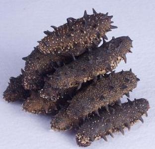 三乡海参回收价格多少钱