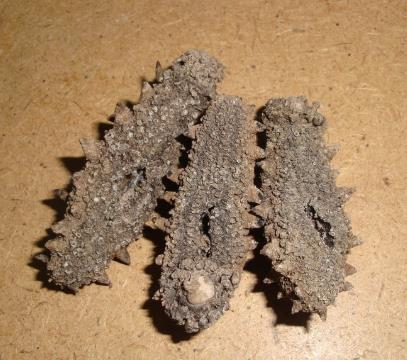 三乡商家上门海参回收