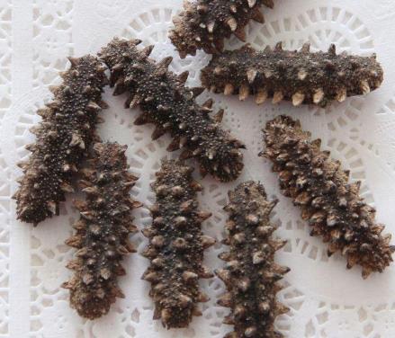 神湾海参回收商家报价