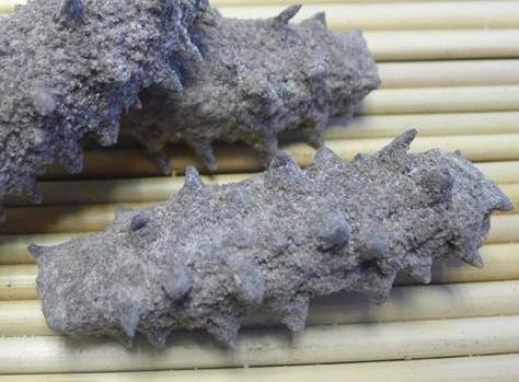 神湾海参回收价格多少钱