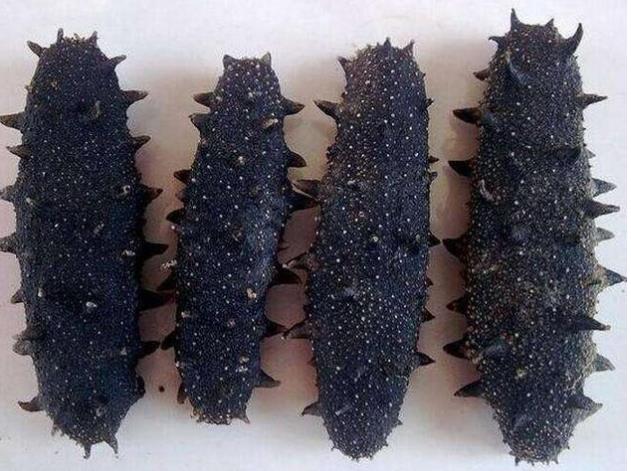 坦洲海参回收价格多少钱