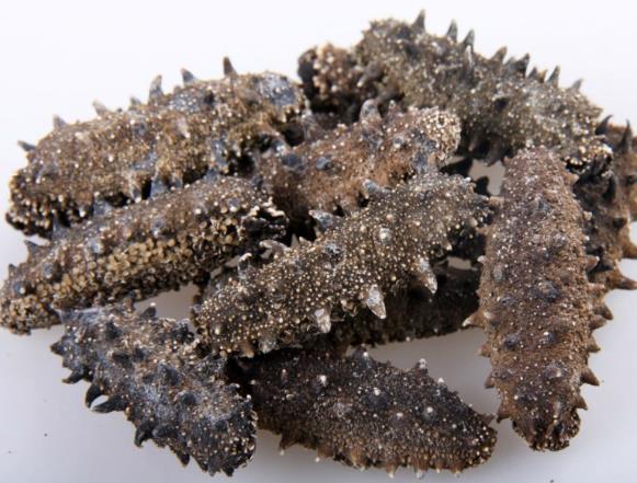 坦洲海参回收商家在哪