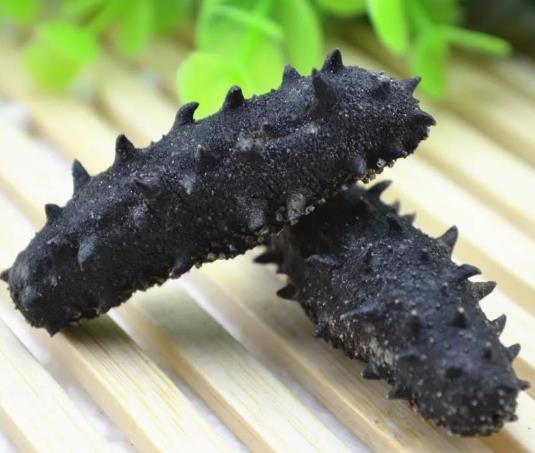 火炬长期海参回收价格多少钱