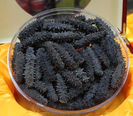 火炬海参回收商家报价