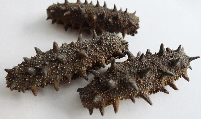 五桂山什么地方有海参回收商家