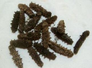 南山礼品回收海参什么价格