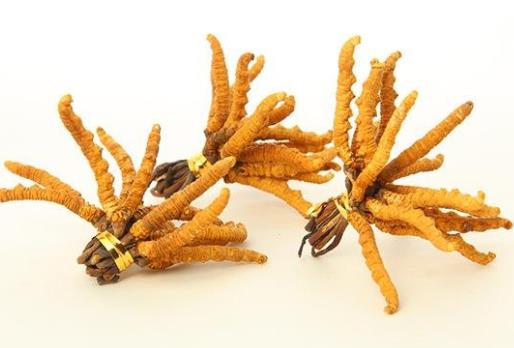 博罗虫草回收哪里高价