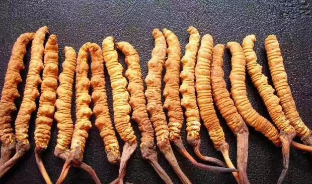 长安哪里虫草回收报价多少