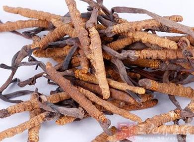 金湾虫草回收价格行情