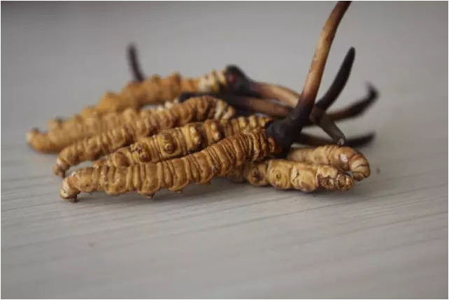 河源虫草回收商家电话