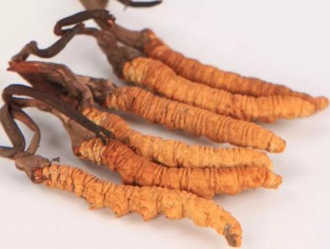 火炬虫草回收商家报价多少