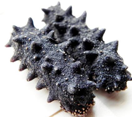 英德海参回收梅花参多少钱一斤