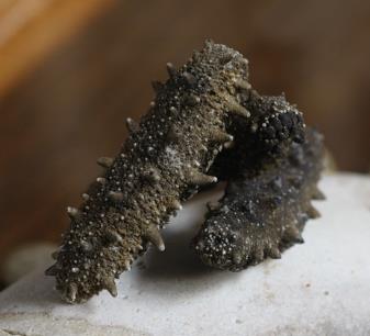 南朗海参回收价格行情怎么样