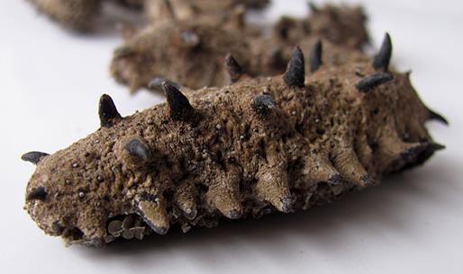 金湾海参回收商家联系方式