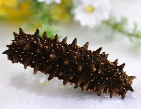 南城海参回收商家上门报价多少