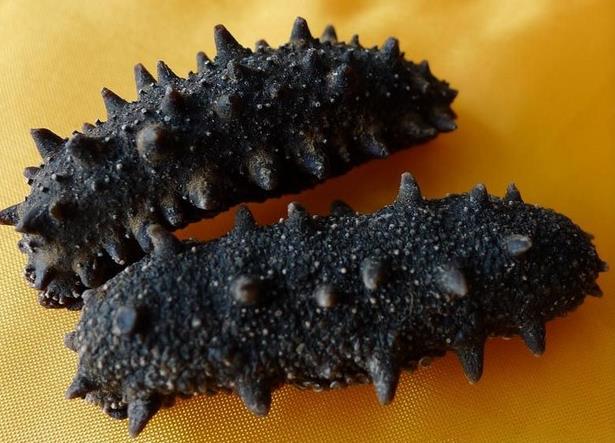 万江海参回收行情价格多少钱