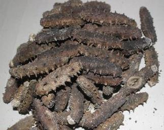 中堂海参回收什么行情