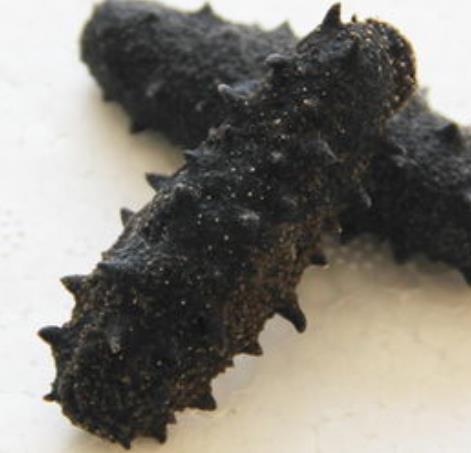 高埗海参回收商家电话