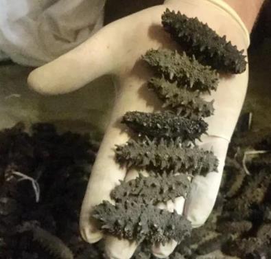 谢岗海参回收商家报价多少钱