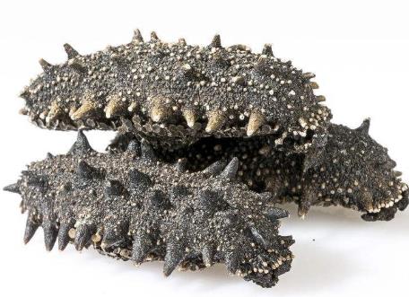 东坑海参回收上门商家报价多少