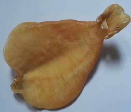 清溪鱼胶回收什么价格