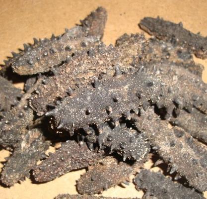 中山海参回收商家在什么地方