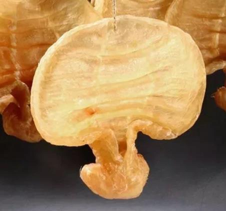 中山港鱼胶回收商家地址