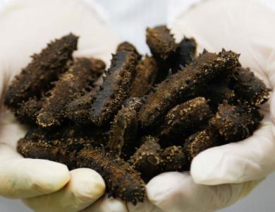 淡水海参回收行情分析