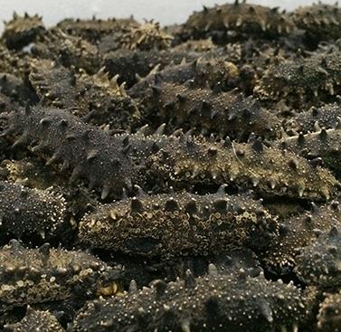 惠州海参回收商家地址