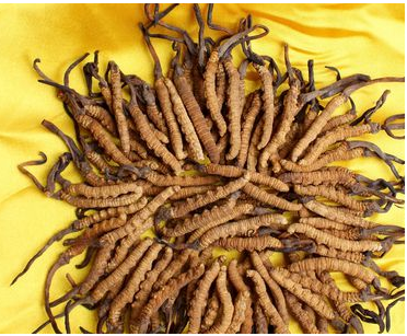 深圳虫草回收报价-近期回收虫草价格一览表