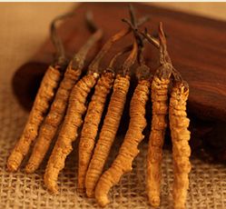 南山回收虫草-南山回收虫草价格一览表