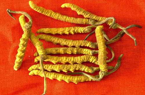 龙岗回收虫草-龙岗回收虫草价格一览表