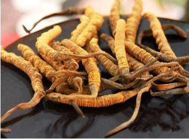 沙田虫草回收-沙田回收虫草价格