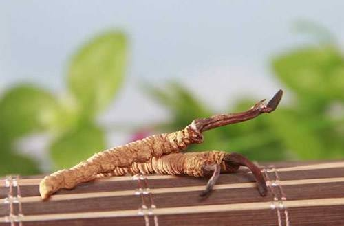 塘厦哪里回收虫草多少钱一克