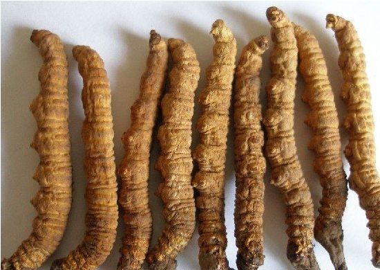 拱北礼盒装冬虫夏草回收/一袋虫草回收价格多少钱