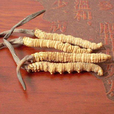 英德礼盒装冬虫夏草回收/一袋虫草回收价格多少钱