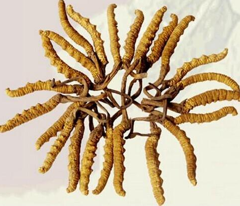 大朗回收虫草礼盒装报价