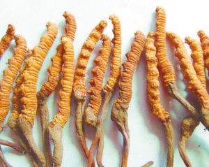 高埗回收虫草礼盒装报价