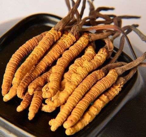 梅林虫草回收图片展示