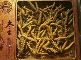 白云回收冬虫夏草价格上涨-近期虫草回收价格一览表