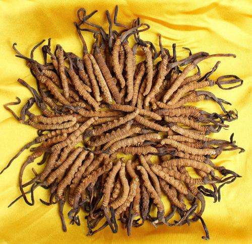 影响东莞虫草回收价格因素介绍