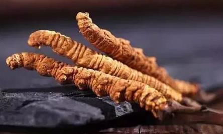 广州虫草回收价格公平合理