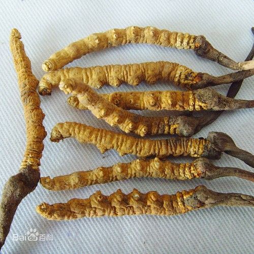 深圳虫草回收价格详情